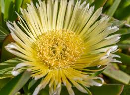 Carpobrotus Rossii (Yellow Pigface)