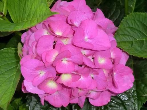 Hydrangea macrophylla ‘Todi’ (Todi Hydrangea)