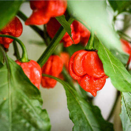 Capsicum Chinense (Scorpion Moruga Chilli)