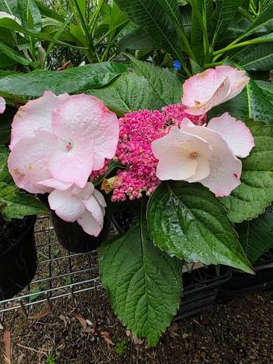 Hydrangea paniculata ‘Trail Blazer Giant Pink’ (Trail Blazer Giant Pink Hydrangea)