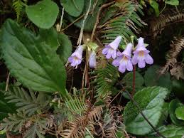 Chirita Sinensis (Primulina Sinensis / Chinese Chirita)