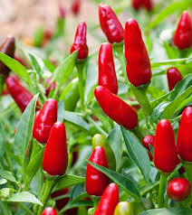 Capsicum Annuum (Thai Hot Chilli)