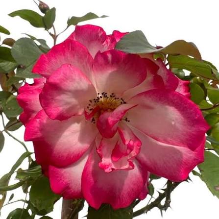 Rosa 'Hannah Gordon' (Hannah Gordon Standard Rose)
