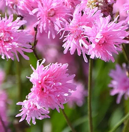Lychnis Flos-Cuculi 'Petite Jenny' (Petite Jenny Ragged Robin)