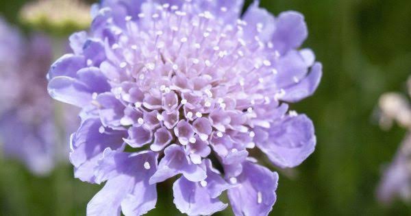 Scabiosa Columbaria 'Mauve Delight' (Mauve Delight Scabiosa)