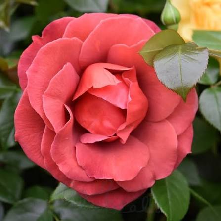 Rosa 'Hot Chocolate' (Hot Chocolate Standard Rose)