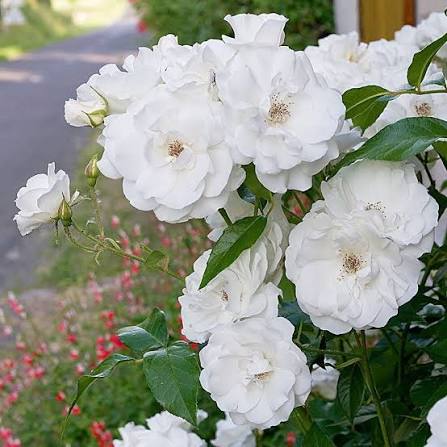 Rosa 'Iceberg' (White Iceberg Floribunda Rose)