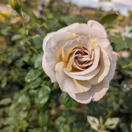 Rosa 'Vintage' (Vintage Hybrid Tea Rose)