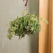 Chlorophytum Comosum 'Bonnie' (Curly Spider Plant Hanging Basket)
