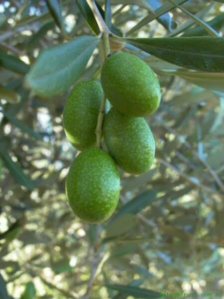 Olive – Olea europaea ‘Paragon’