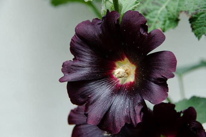 Alcea Rosea 'The Watchman' (The Watchman Hollyhock)