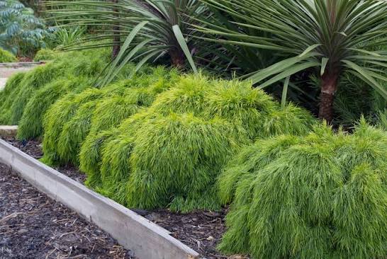 Acacia cognata 'Limelight' (Limelight Wattle)