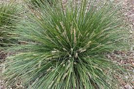 Lomandra Fluvitalis 'LM380' Shara Blue™ (Shara Blue™ Lomandra)
