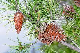 Pinus Halepensis (Aleppo Pine)