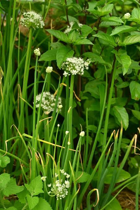 Allium cepa Aggregatum Group (Golden Shallots)
