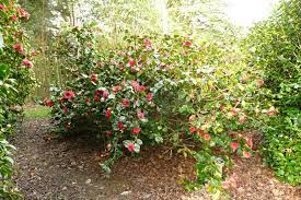 Camellia Japonica 'Great Eastern'
