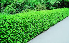 Euonymus Green Rocket