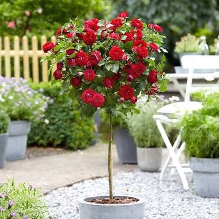 Rosa 'Mr Lincoln' (Mr Lincoln Standard Rose)