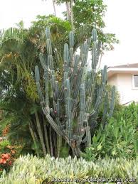 Cereus Peruvianus (Peruvian Apple Cactus)