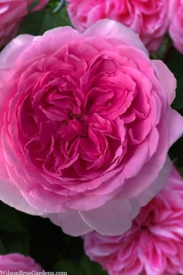 Rosa 'Gertrude Jekyll' (Gertrude Jekyll Climbing Rose)