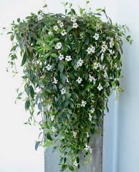 Codonanthe Crassifolia (Trailing Codonanthe Hanging Basket)