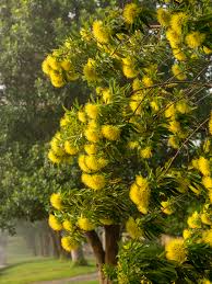 Xanthostemon chrysanthus 'Expo Gold' (Golden Penda)