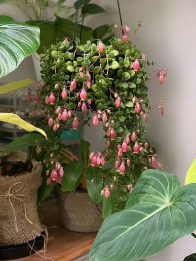 Kalanchoe uniflora (Trailing Kalanchoe)