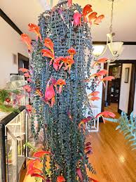 Columnea Gloriosa (Goldfish Plant)