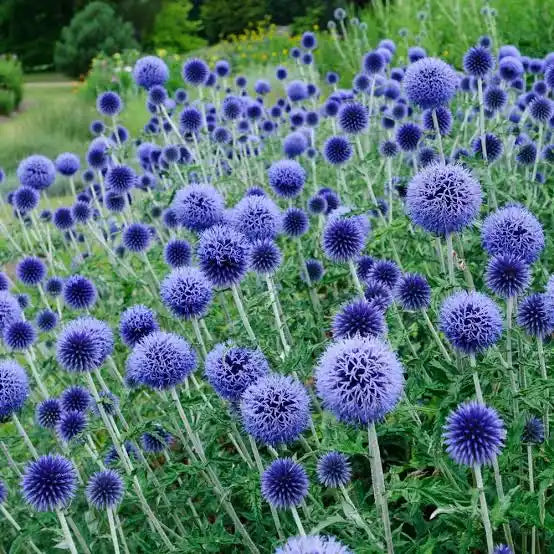 Echinops Ritro (Blue Globe Thistle)