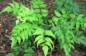 Cyrtomium Falcatum (Holly Fern)
