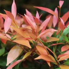 Acmena hemilampra ‘Hedgemaker’ (Dwarf Broad-leaved Lilly Pilly / Blush Satinash)