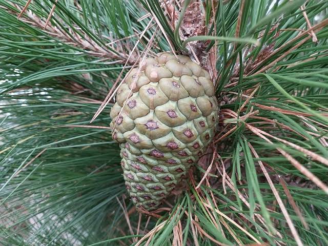 Pinus Radiata (Monterey Pine)