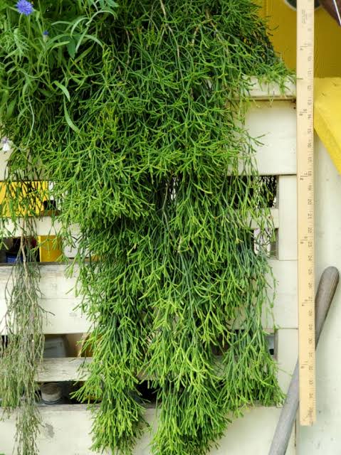 Rhipsalis Salicorniodes (Drunkard’s Dream Cactus)