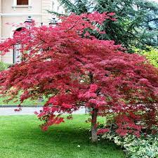 Acer Palmatum 'Atropurpureum' (upright)