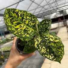 Dieffenbachia 'Reflector' (Reflector Dumb Cane)