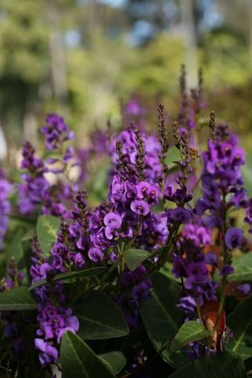 Hardenbergia violacea 'Royal Flush' (Royal Flush Native Sarsaparilla)