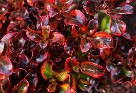 Coprosma repens ‘Sahara Ruby’ (Sahara Ruby Mirror Bush)
