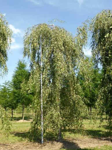 Betula pendula 'Youngii' (Young's Weeping Birch)