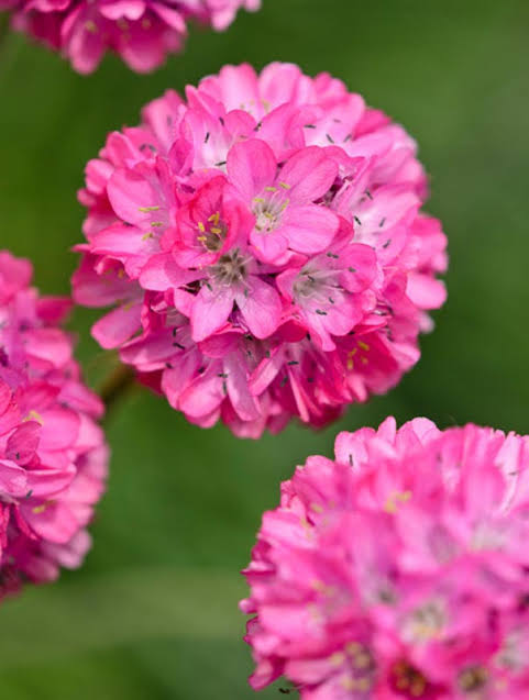 Armeria Maritima (Pink Sea Thrift)