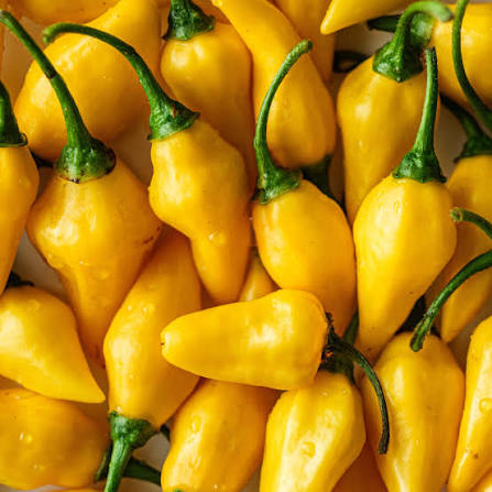 Capsicum Baccatum (Aji Yellow Chilli)
