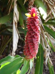 Costus Comosus var. Bakeri (formerly Costus Barbatus) (Red Button Ginger)