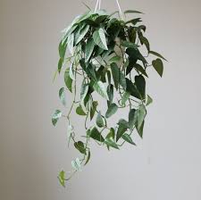 Epipremnum Aureum 'Jade' (Jade Pothos / Devil's Ivy Hanging Basket)