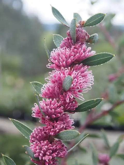 Hakea ‘Burrendong Beauty’ (Burrendong Beauty Hakea)