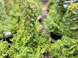 Ficus Pumila 'Ice Caps' (Ice Caps Creeping Fig)