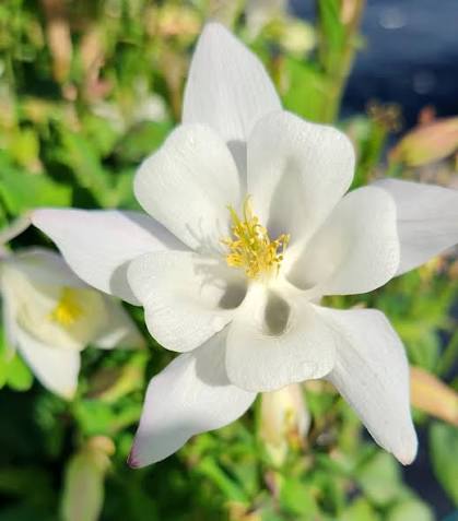 Aquilegia vulgaris 'Earlybird White' (Earlybird White Columbine)