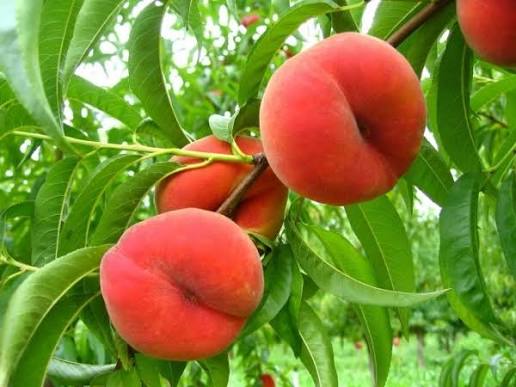 Prunus Persica 'Angel' (Dwarf Donut Peach)
