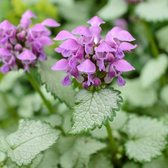 Lamium Maculatum 'Beacon Silver' (Beacon Silver Dead Nettle)