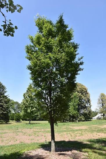 Zelkova Serrata 'Musashino' (Musashino Japanese Zelkova)