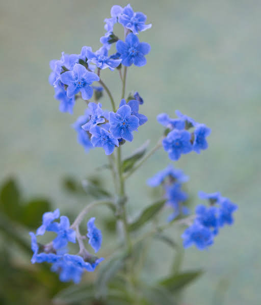Cynoglossum amabile (Chinese Forget-Me-Not)