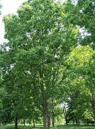 Carya Illinoinensis (Pecan Nut Western Schley)